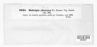 Ostropa barbara image